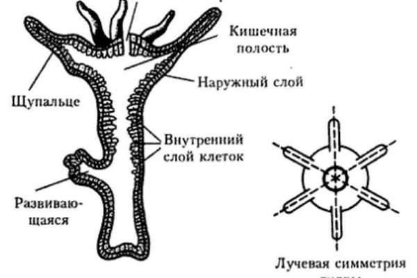 Кракен 12at сайт