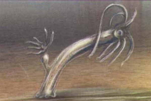 Ссылки в тор